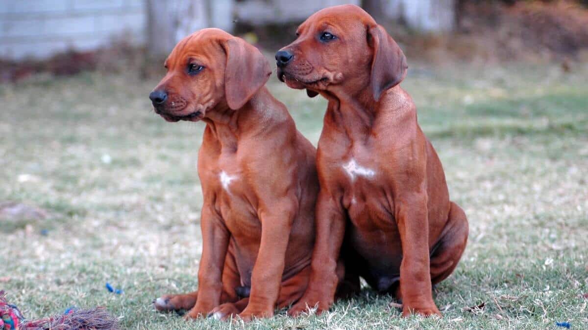 Rhodesian Ridgeback puppies. Two cute purebred Rhodesian Ridgeback dog puppies watching to the left in a garden in South Africa.