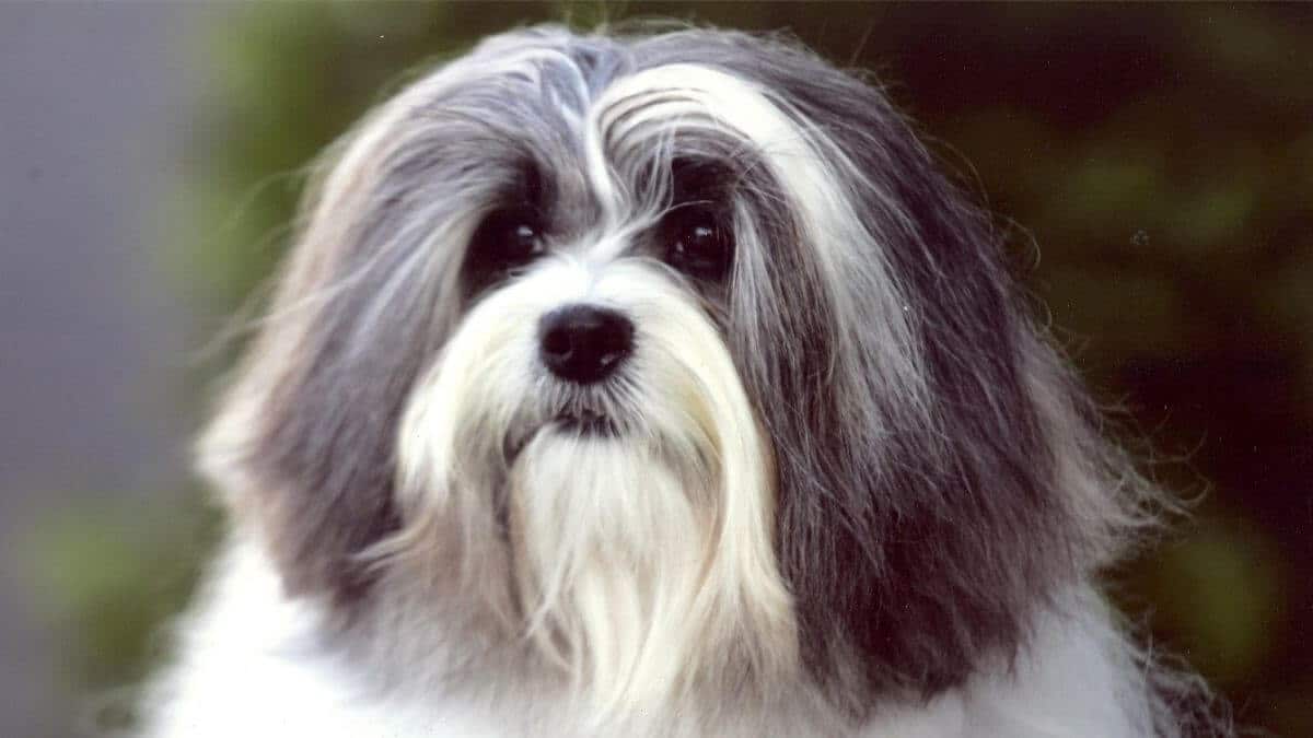 Outstanding-example-of-a-Lowchen-head