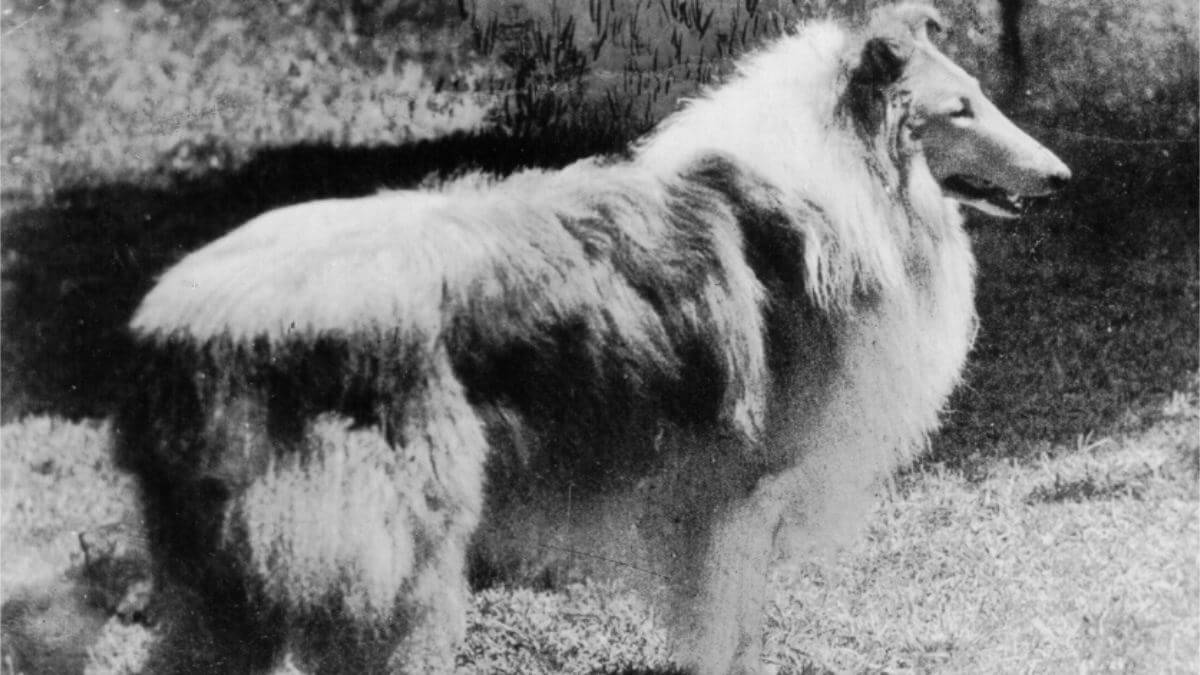 Collie Dog Breed