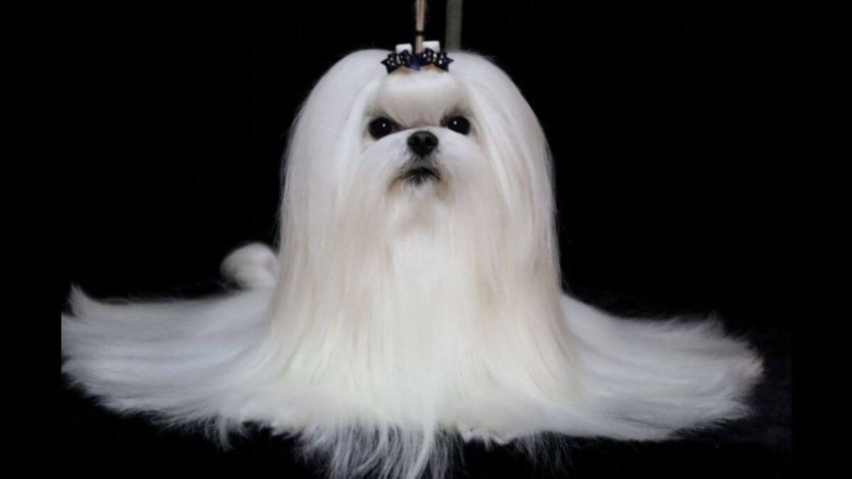 Maltese Dog Breed