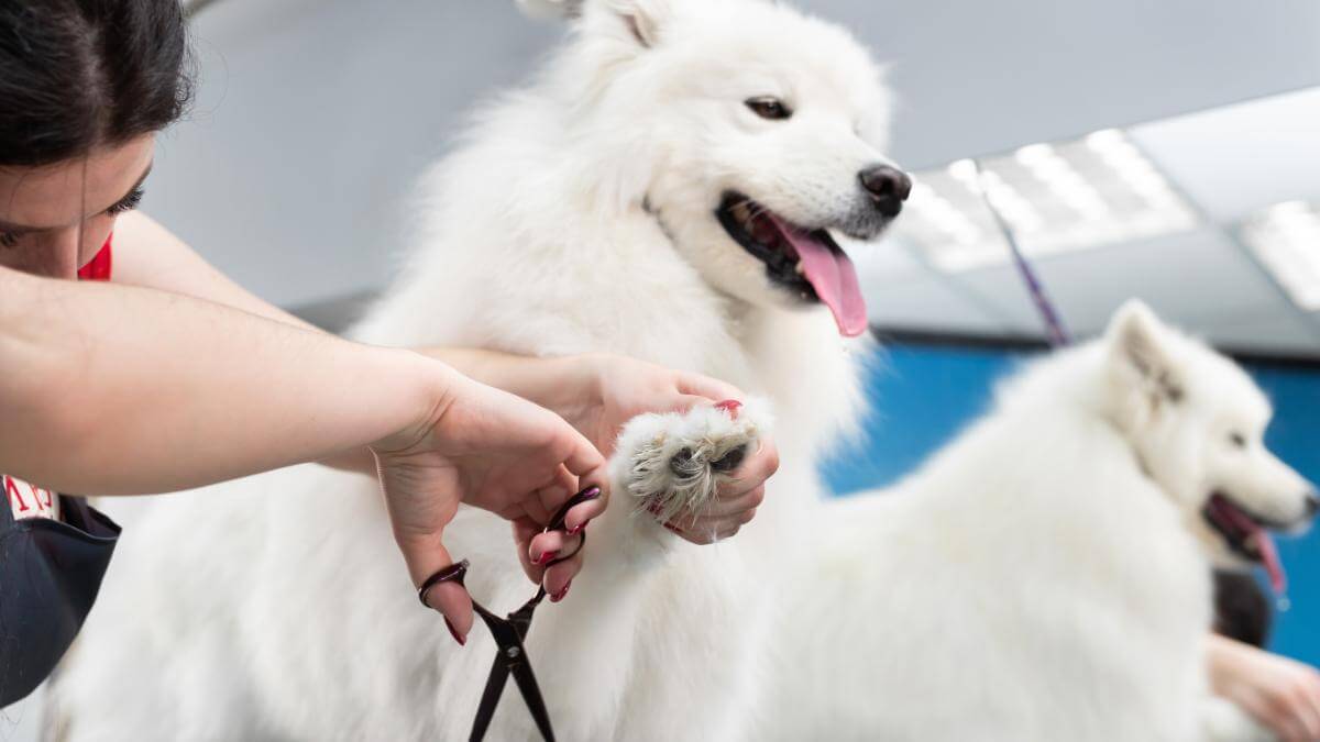 A female groomer erases a Samoyed dog with scissors. A big dog in a barber shop