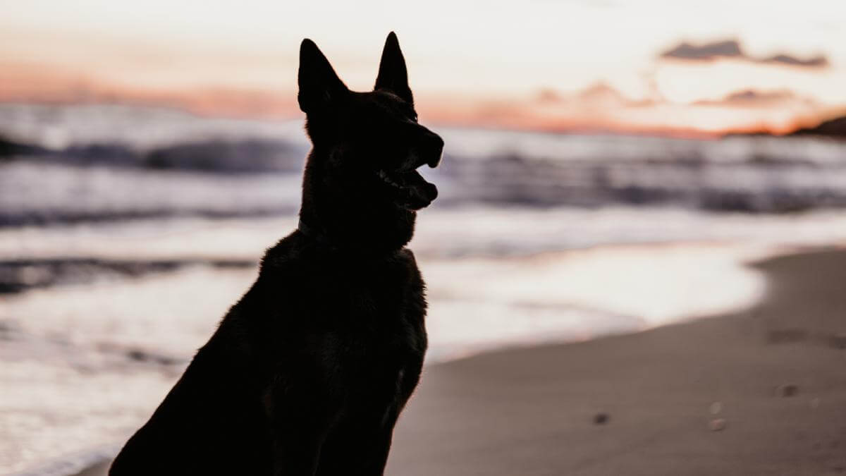 Backlit dog playing on the shore of the beach.