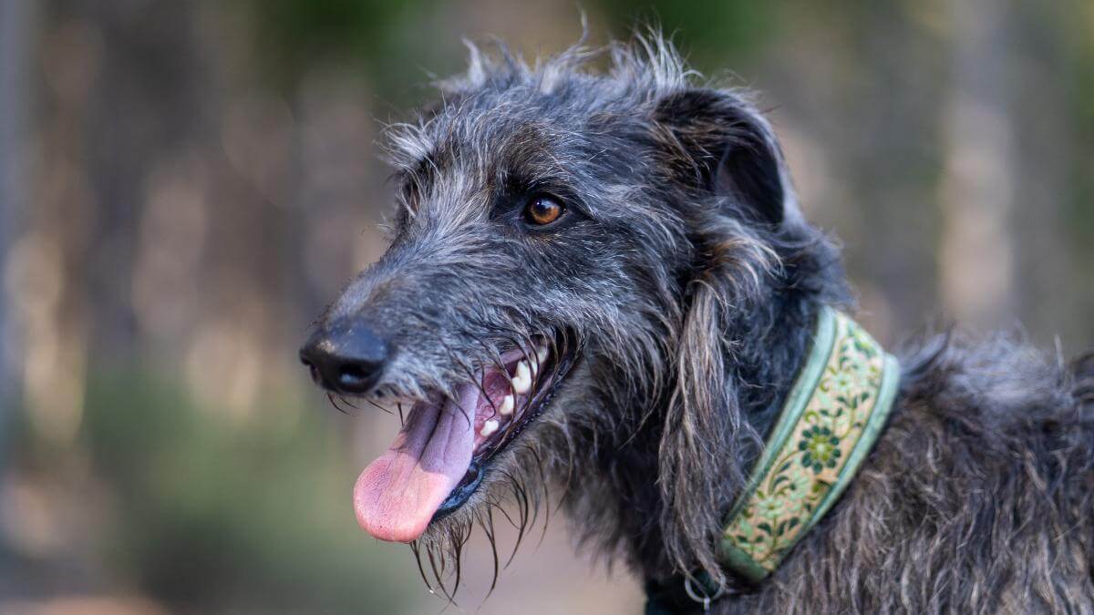 A closeup shot of a Scottish deerhound
