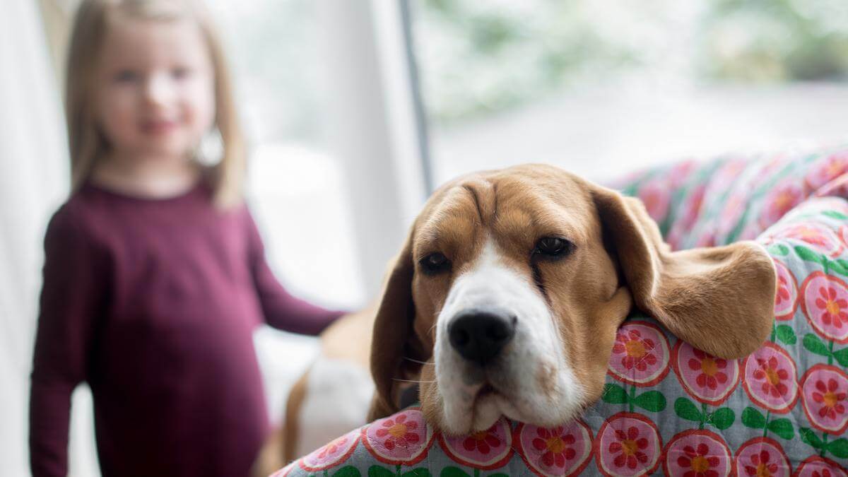 Cute Beagle dog and girl