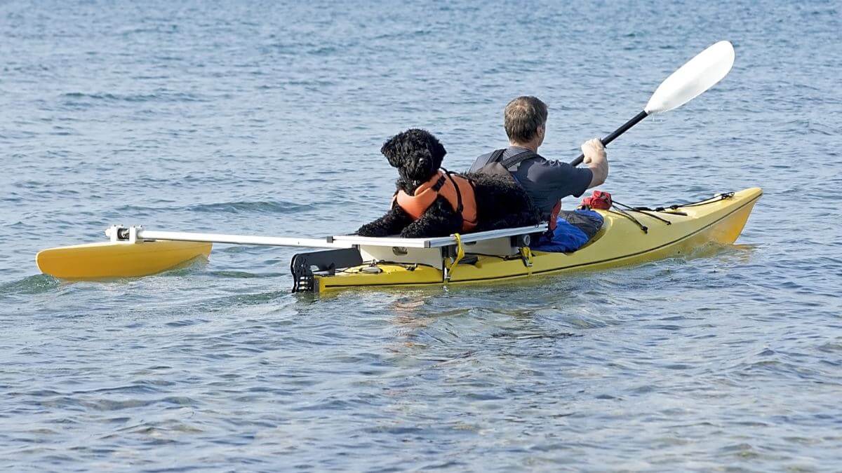 Portuguese Water Dog on Yellow Kayak. A kayak equipped with a special platform and outrigger allows man s best friend to join in on a day of kayaking. This Portuguese Water dog is a good swimmer and was bred to work alongside fishermen in the Atlantic off