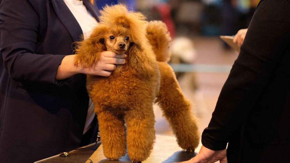 Handler Puts a small peach poodle on show for inspection by a dog specialist.