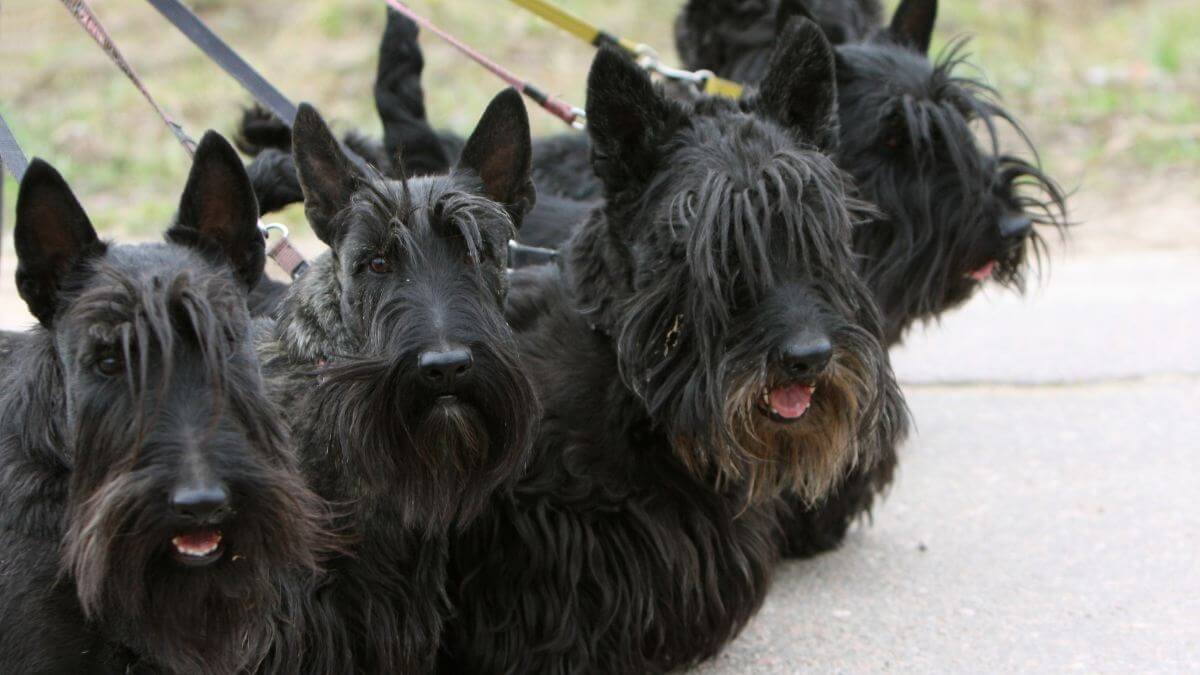 Scottish terrier familyon the walk