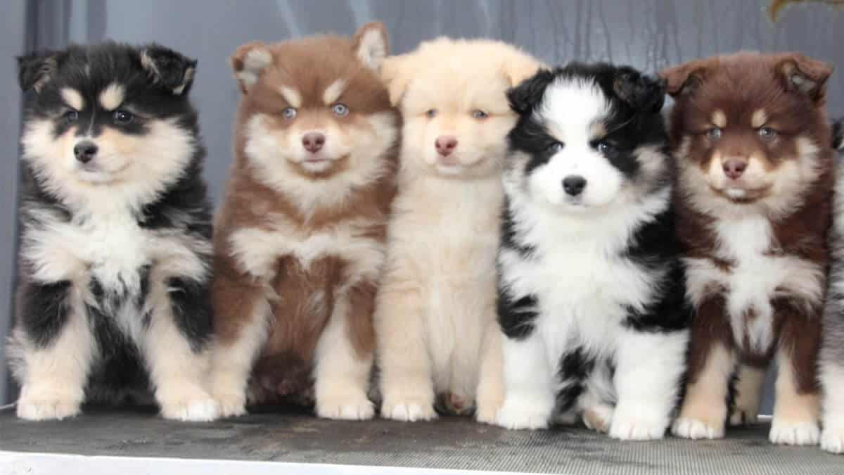 Finnish Lapphund