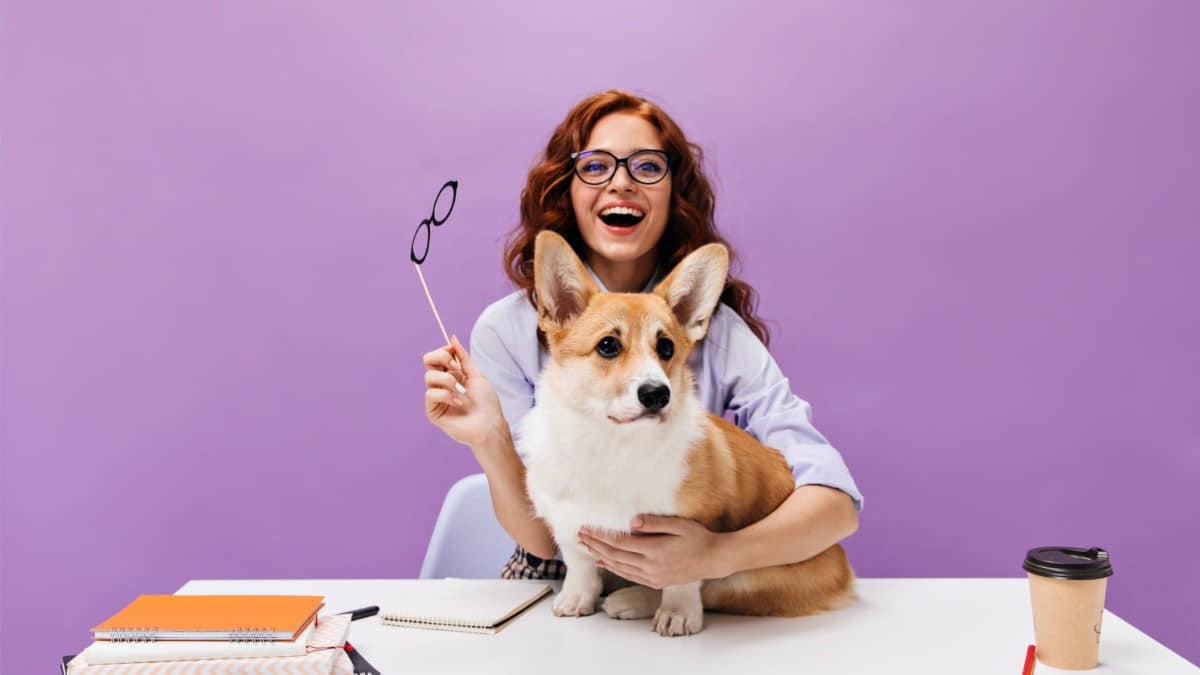 Smiling woman in blue shirt and eyeglasses plays with corgi.