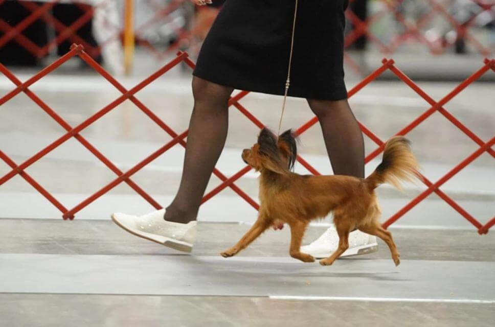 Russian Toy