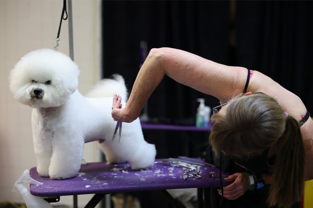 NEW YORK, NEW YORK - FEBRUARY 10: A Bichon Frisé is groomed backstage during the 149th Annual Westminster Kennel Club Dog Show – Group Judging (Hound, Toy, Non-Sporting, Herding) at Madison Square Garden on February 10, 2025 in New York City. (Photo by Sarah Stier/Getty Images for Westminster Kennel Club)