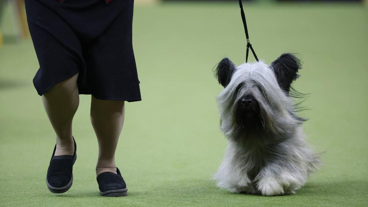 NEW YORK, NEW YORK - FEBRUARY 11: Archer the Skye Terrier, winner of the Terrier Group, during the 149th Annual Westminster Kennel Club Dog Show – Junior Showmanship, Group Judging (Sporting, Working, Terrier) + Best in Show at Madison Square Garden on Fe