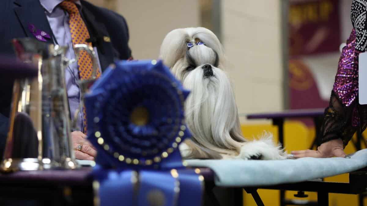 NEW YORK, NEW YORK - FEBRUARY 10: Comet, the Shih Tzu, 1st Place winner of the Toy Group, during the 149th Annual Westminster Kennel Club Dog Show – Group Judging (Hound, Toy, Non-Sporting, Herding) at Madison Square Garden on February 10, 2025 in New York City. (Photo by Sarah Stier/Getty Images for Westminster Kennel Club)