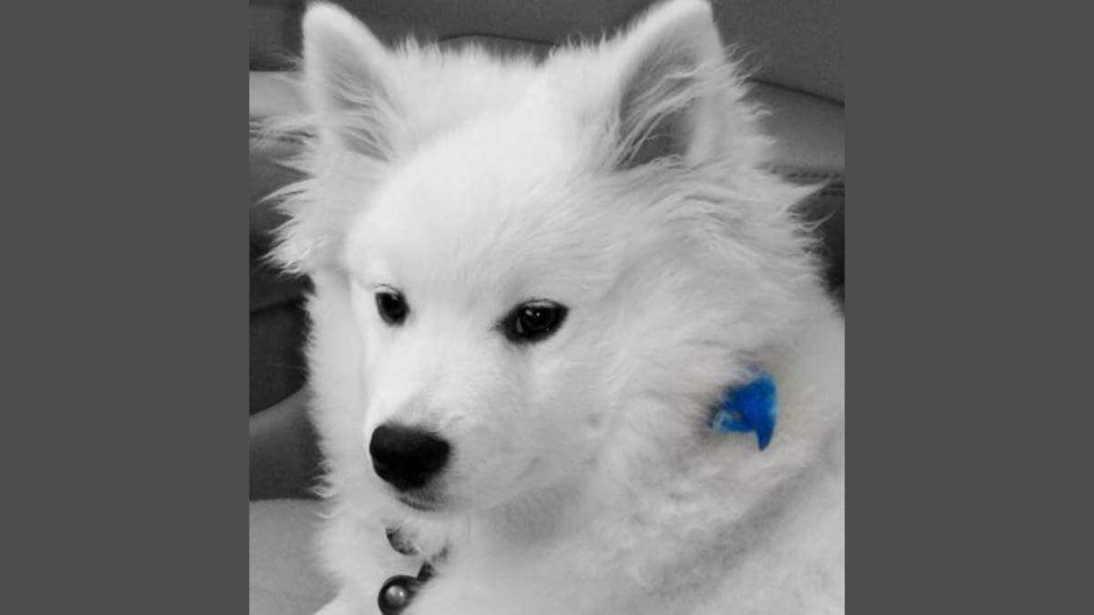 American Eskimo Dog
