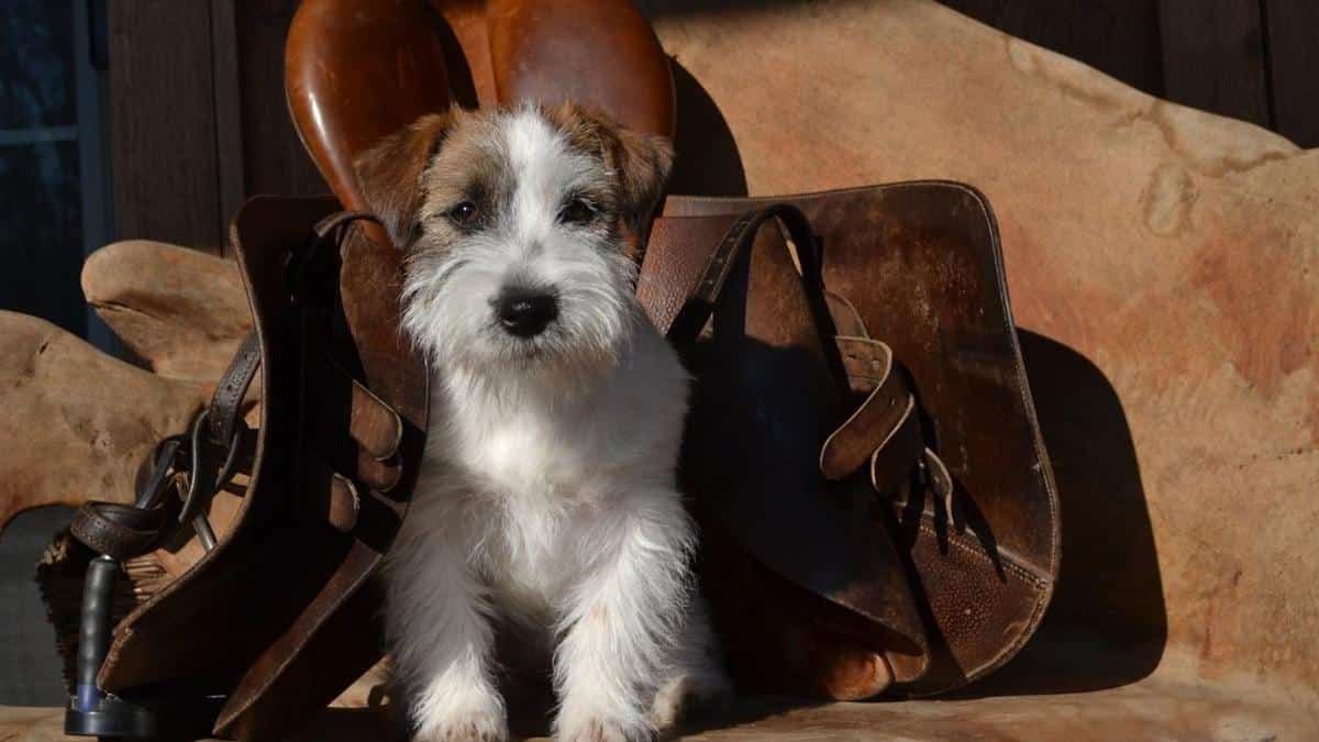 Russell Terrier