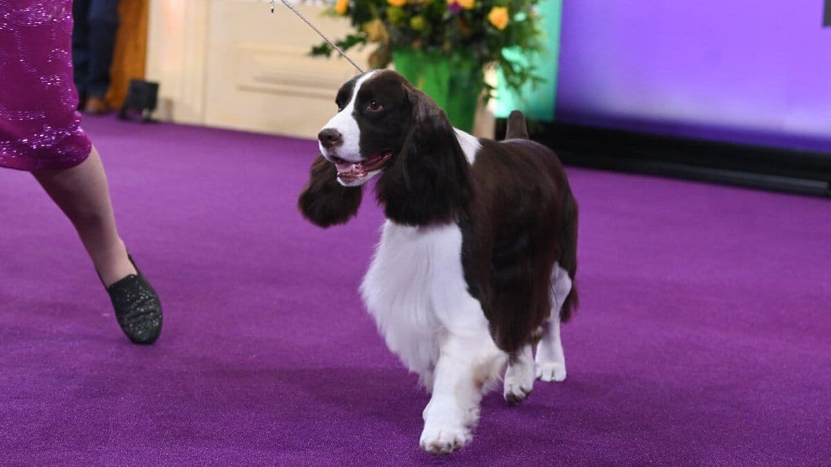 NEW YORK, NEW YORK - FEBRUARY 11: Freddie the English Springer Spaniel, winner of the Sporting Group, during the 149th Annual Westminster Kennel Club Dog Show – Junior Showmanship, Group Judging (Sporting, Working, Terrier) + Best in Show at Madison Square Garden on February 11, 2025 in New York City. (Photo by Bryan Bedder/Getty Images for Westminster Kennel Club )
