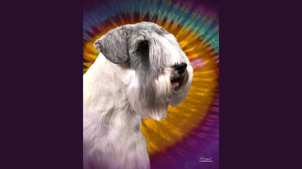 Sealyham Terrier