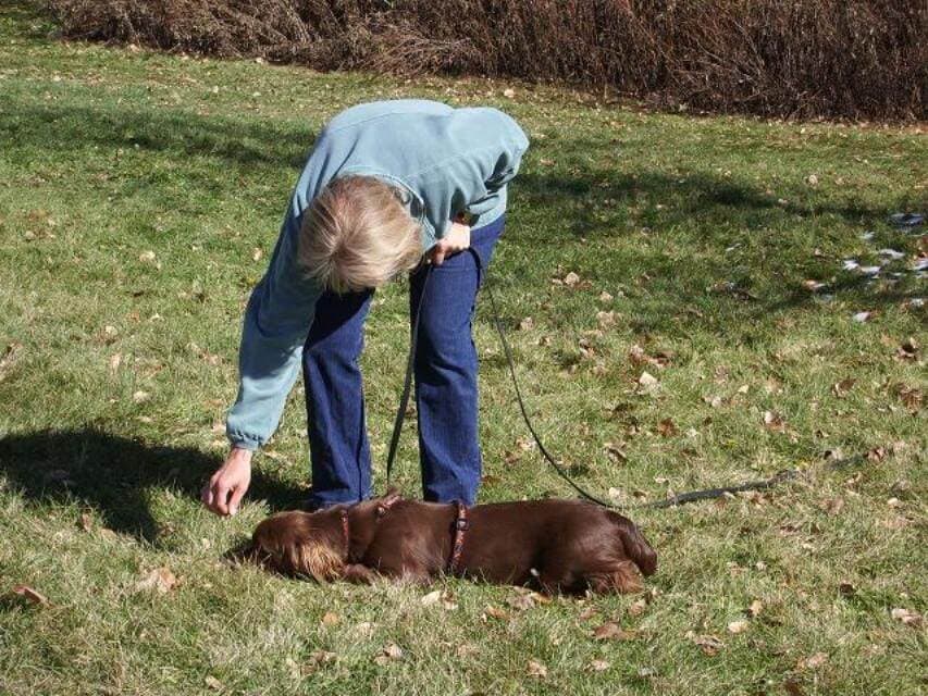 Louie, a Sussex Spaniel puppy, learning to “down” at his articles, as he wasn’tpicking them up reliably.