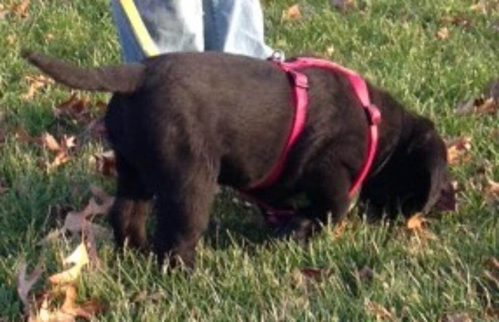 This 10-week-old puppy is starting hertracking lessons, focused and motivated by tiny pieces of hot dogs along the track. photo by Sandy McMillan