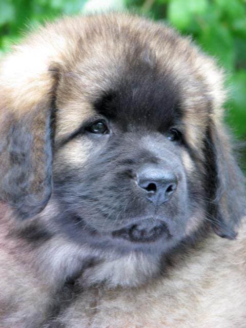 Leonberger