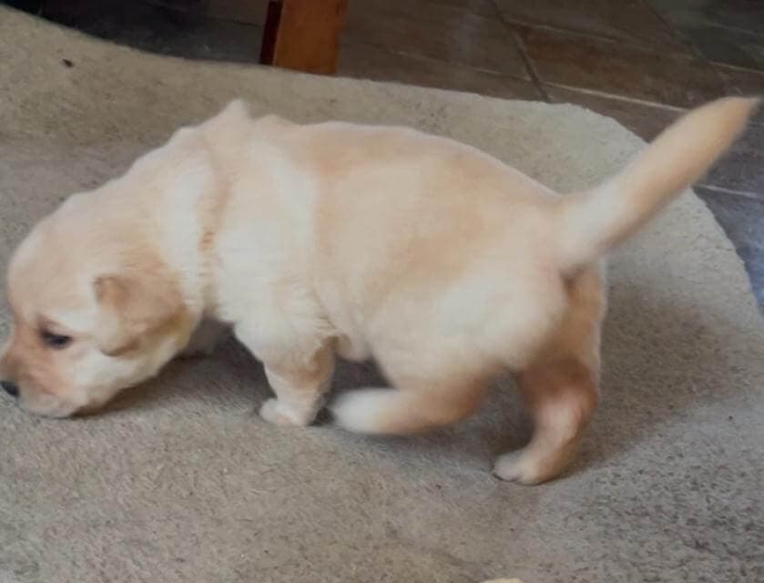 Here at 3-1/2 weeks, this little girl demonstratestypical scenting body language as she searches a new play area. photo by Sandy McMillan