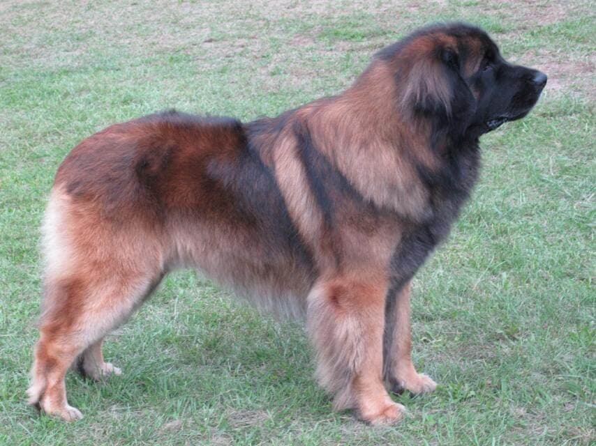 Leonberger