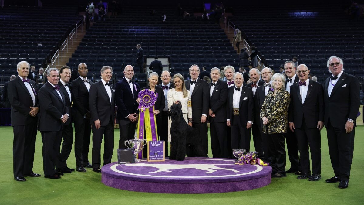 NEW YORK, NEW YORK - FEBRUARY 11: Katherine Bernardin (C) and her dog Monty the Giant Schnauzer, winner of Best in Show, during the 149th Annual Westminster Kennel Club Dog Show – Junior Showmanship, Group Judging (Sporting, Working, Terrier) + Best in Sh