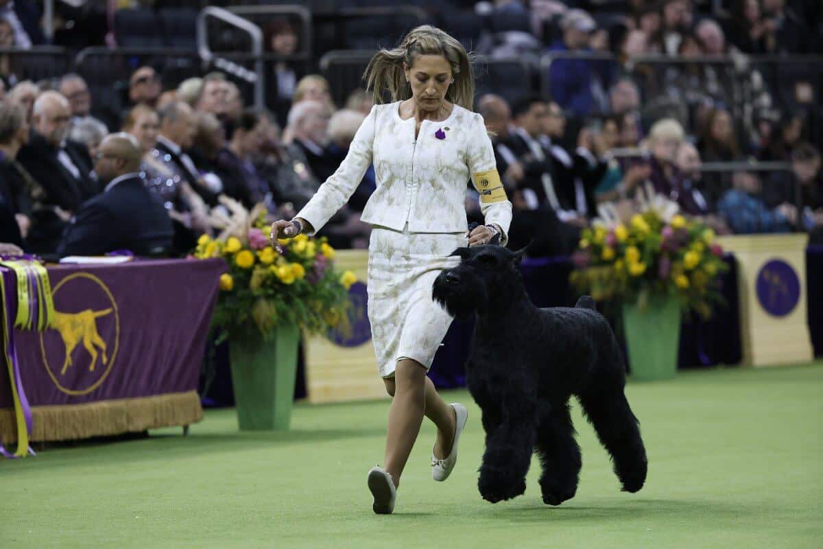 NEW YORK, NEW YORK - FEBRUARY 11: Katherine Bernardin and her dog Monty the Giant Schnauzer, winner of Best in Show, during the 149th Annual Westminster Kennel Club Dog Show – Junior Showmanship, Group Judging (Sporting, Working, Terrier) + Best in Show at Madison Square Garden on February 11, 2025 in New York City. (Photo by Sarah Stier/Getty Images for Westminster Kennel Club)