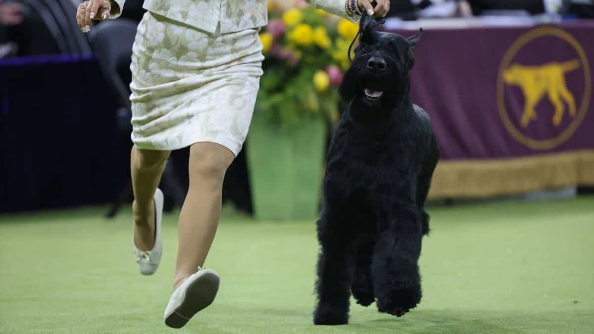 NEW YORK, NEW YORK - FEBRUARY 11: Katherine Bernardin and her dog Monty the Giant Schnauzer, winner of Best in Show, during the 149th Annual Westminster Kennel Club Dog Show – Junior Showmanship, Group Judging (Sporting, Working, Terrier) + Best in Show a