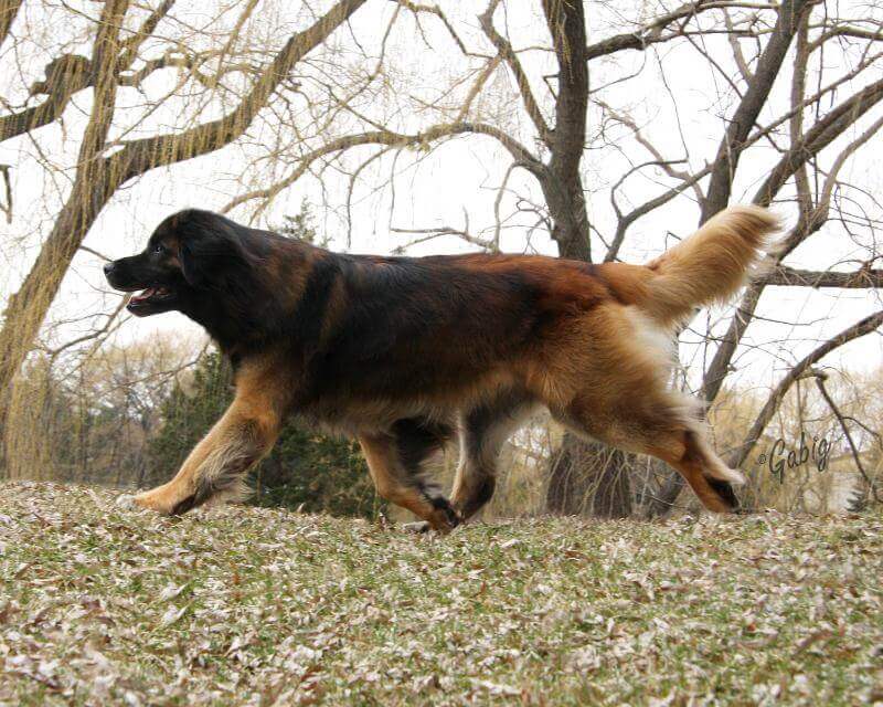 Leonberger
