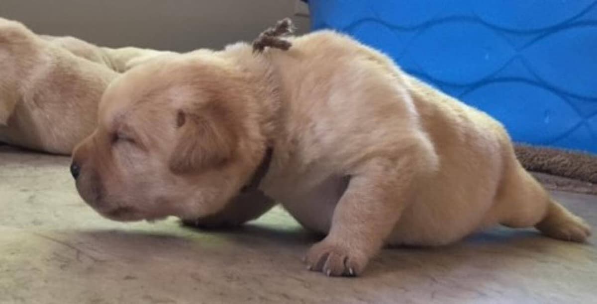 One-week-old Labrador puppy, eyes and ears closed, uses itsnose to find its way to Mom. In this still picture one cannot appreciate the puppy’s swinging head nor hear its loud sniffing sound as it is moving. photo by Sandy McMillan