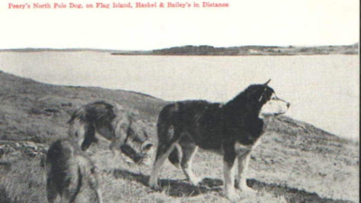 Chinook History