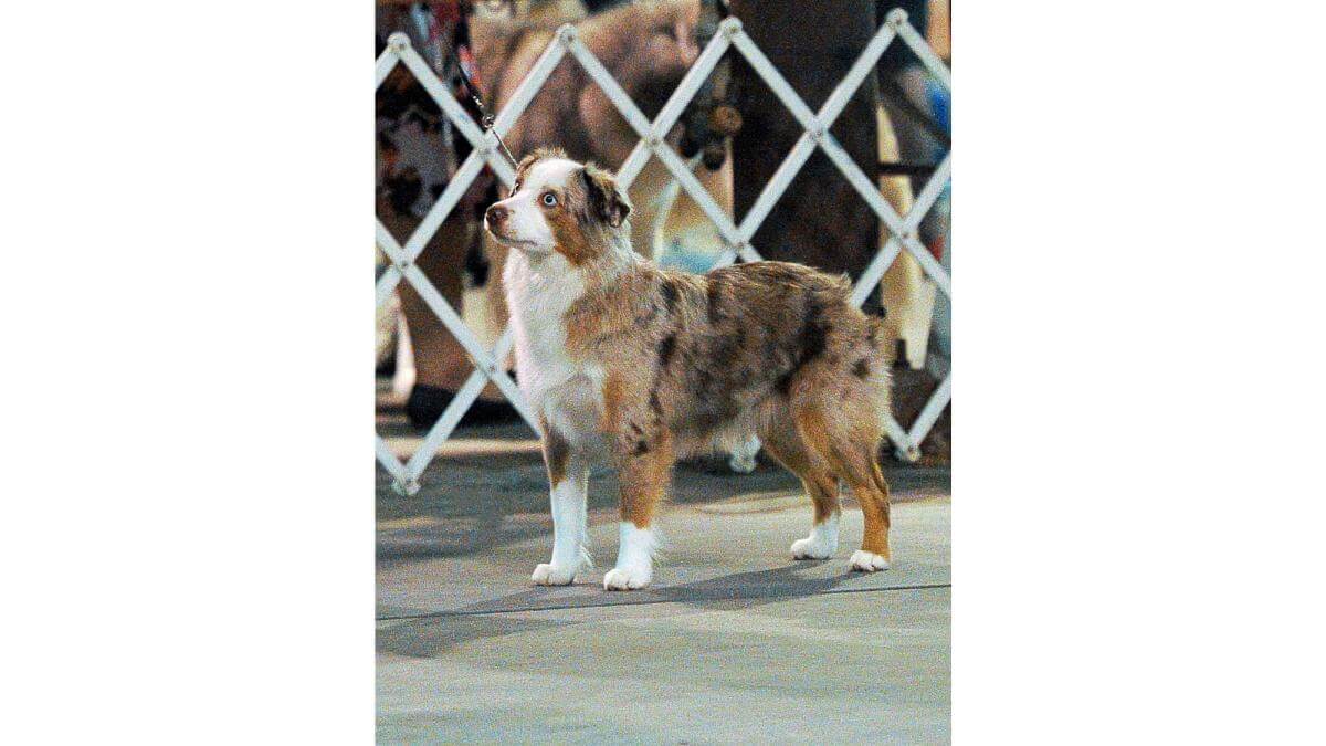 Miniature American Shepherd