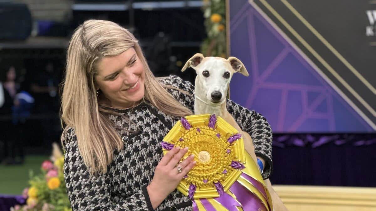 Whippet From Sugar Valley, GA Wins Hound Group at the 149th Annual Westminster Kennel Club Dog Show handled by Cheslie Pickett Smithey and owned by Justin Smithey, Dr. Ken Latimer, Judy Descutner, Nancy Shaw, and Cheslie Smithey