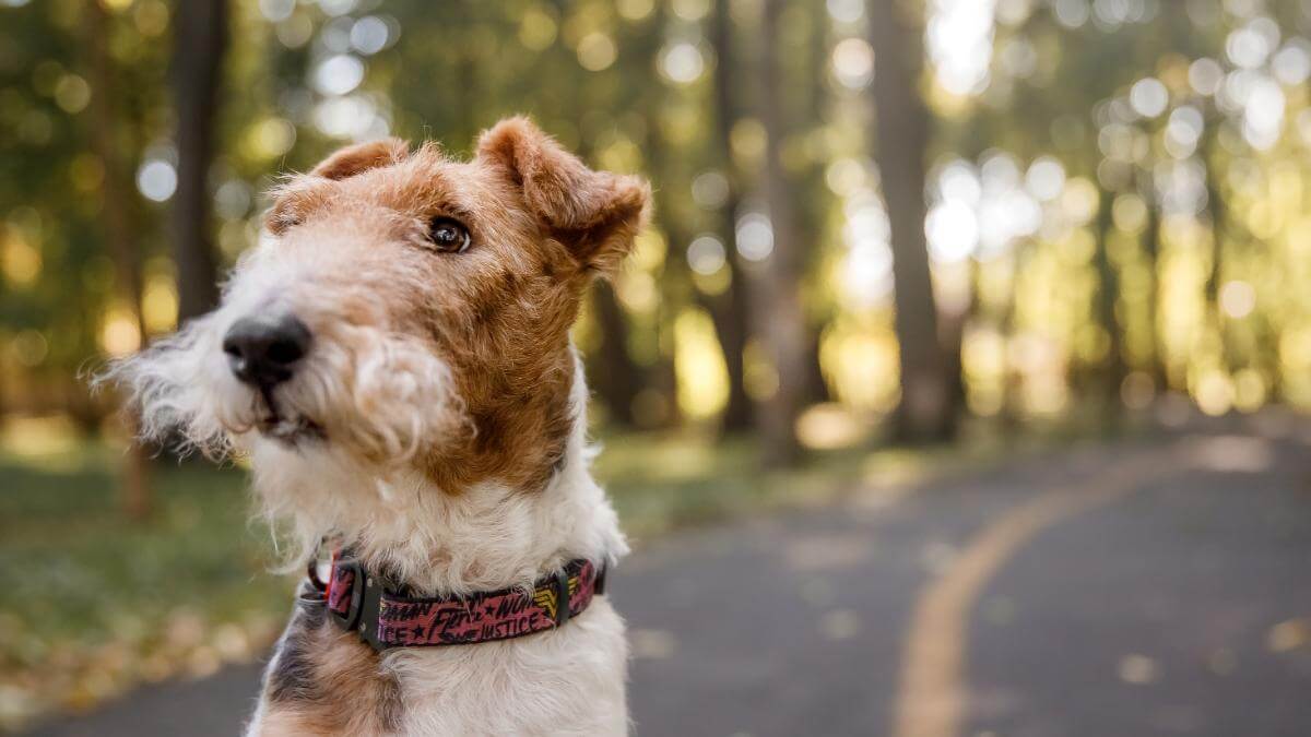 A fox terrier dog is standing on a park