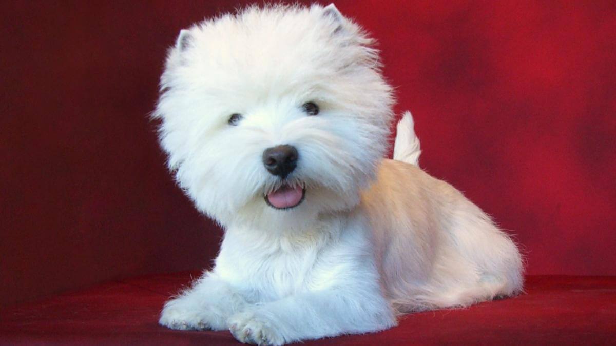 West Highland White Terrier