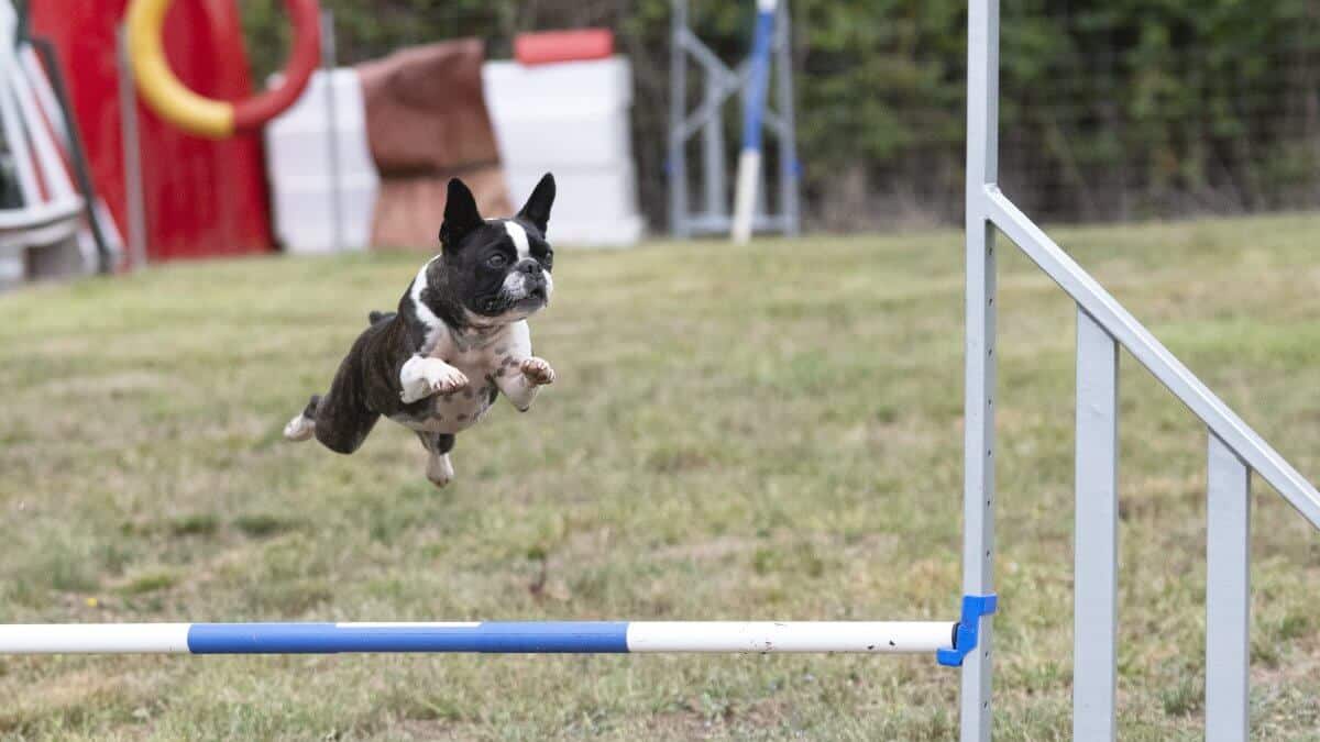 Competition of Agility with dog in autumn