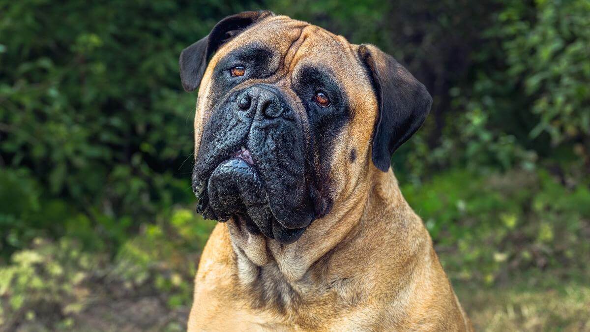 A Close-up of a large fawn colored Bullmastiff Dog with clear bright eyes and a slight head tilt with a green background.