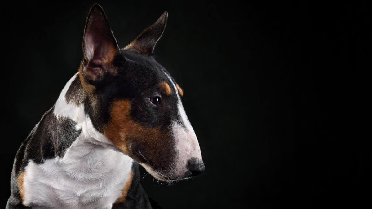 Close-up portrait of tricolor bull terrier dog sitting on a black background, profile view