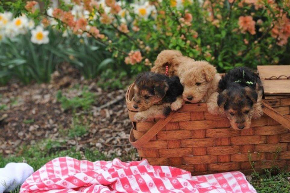 Puppy Picnic