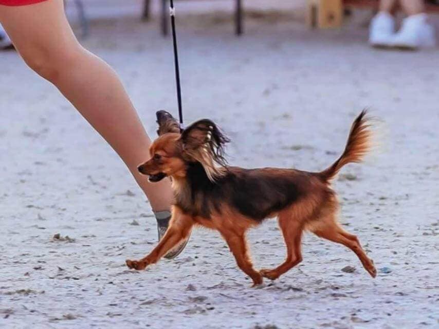 Russian Toy