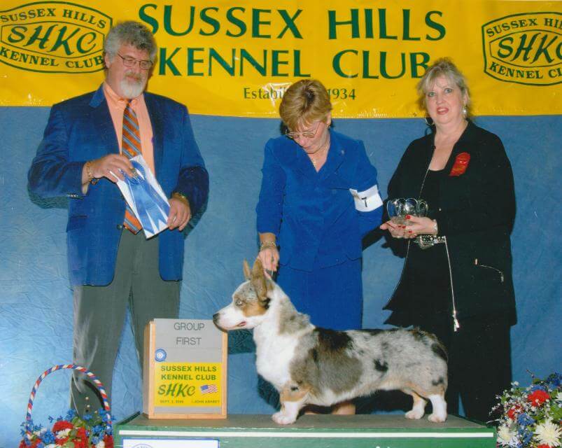 BIS/BISS Xtacee Dancin' In The Moonlight, bred by Xtacee Cardigans; owned by AngelaReilly; handled by Michelle Scott throughout his Specials career. Freddie Mac was Winners Dog from the 6-9 Puppy Class at the CWCCA National Specialty and a Herding Group winner at 10 months.