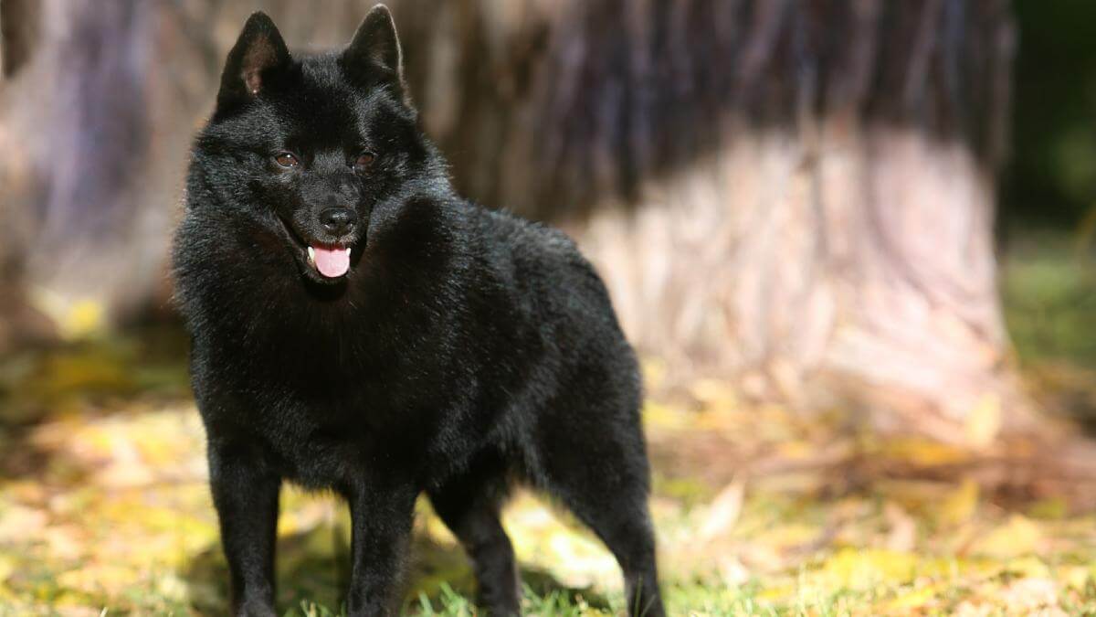 Schipperke