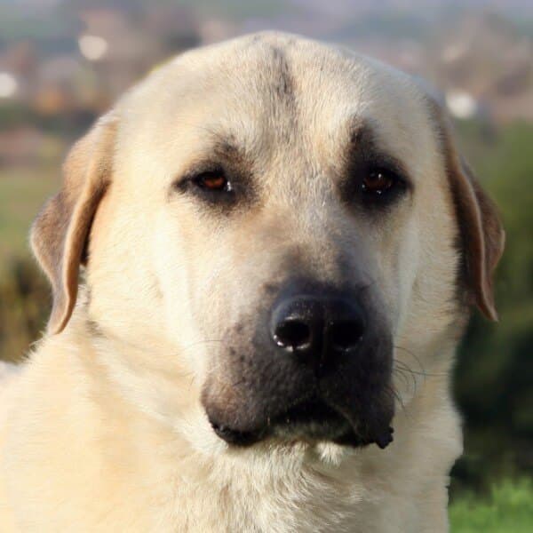 Close-up head photo of an Anatolian Shepherd Dog