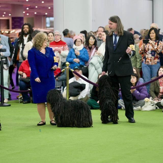 So here we are in the ring as we look over to each other, Becky handlingDanny and Scott handling Bella, and you can see the acknowledgement there: "Here we are at Westminster in NYC, we finally made it!" photo by Margaret Foxmoor