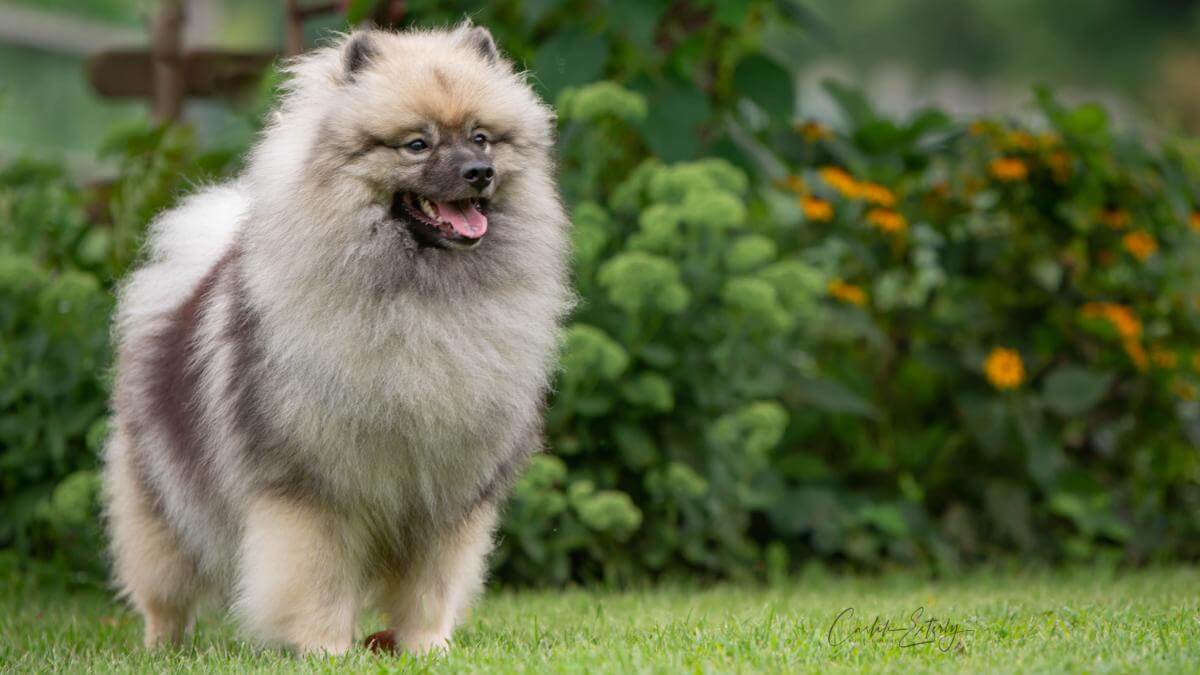 Keeshond