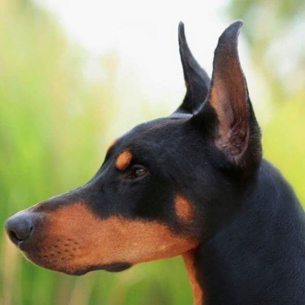 Close-up head photo of a Doberman Pinscher dog.