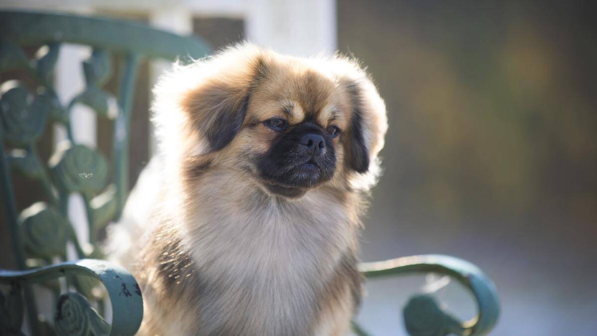 Tibetan Spaniel