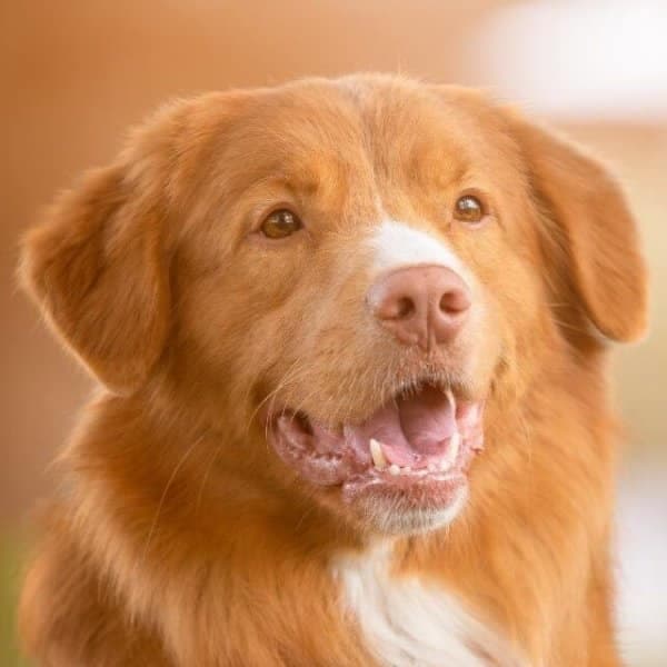 Close-up head photo of a Nova Scotia Duck Tolling Retriever