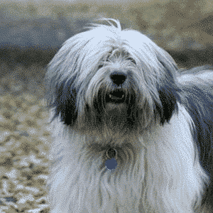 Close-up head photo of a Polish Lowland Sheepdog
